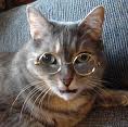 cat-with-glasses