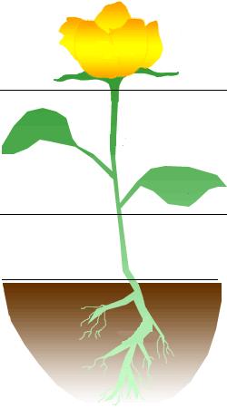 label the flower