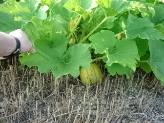 small green pumpkin
