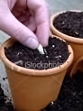 planting seeds