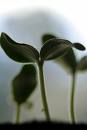 sprout
