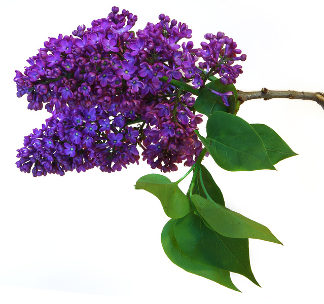 lilas