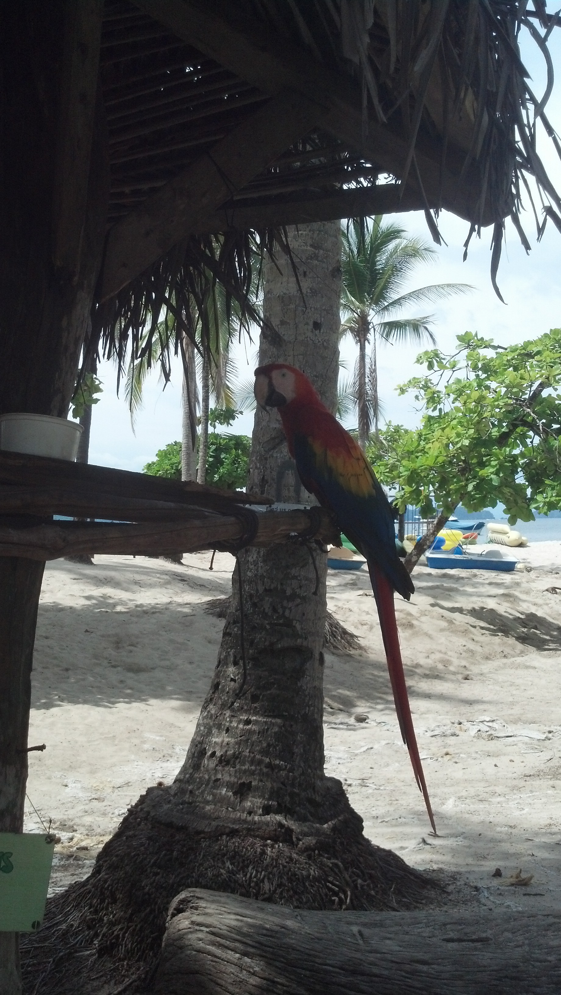 Parrot on the Isla Tortuga.