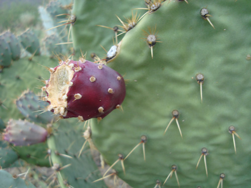 fruit_on_cactus