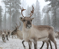 picture of a reindeer