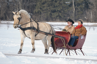 pictures of a horse pulling a sleigh