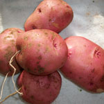 red_potatoes