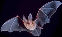 bat