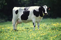 cow