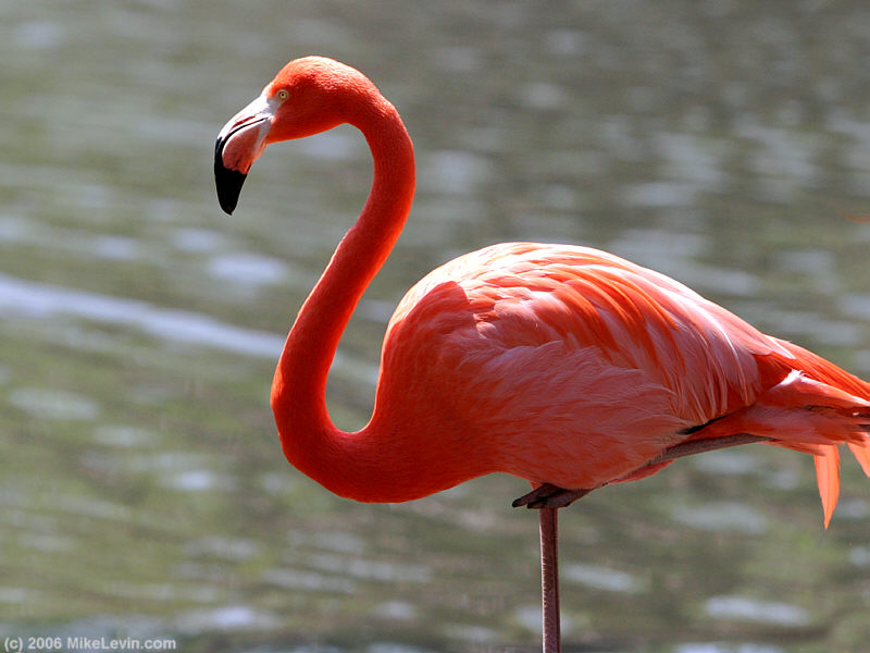 flamingo standing on one leg
