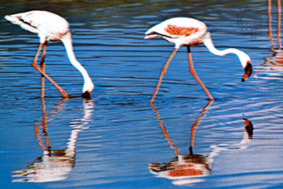 Flamingos Searching For Food