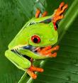 rainforestfrog