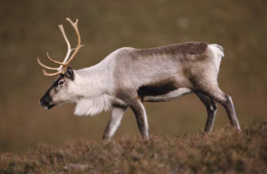 tundra biome animals