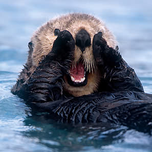 seaotter