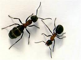 Hormigas