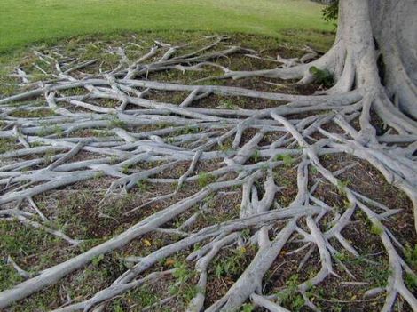 roots