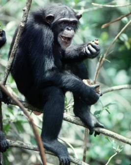 chimp1