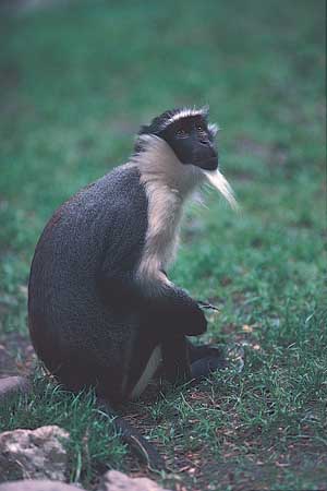 dianamonkey