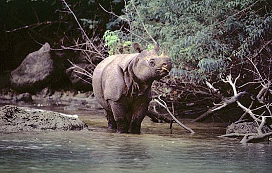 rhino