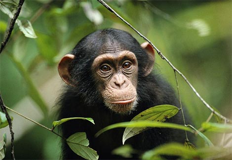 babychimp2