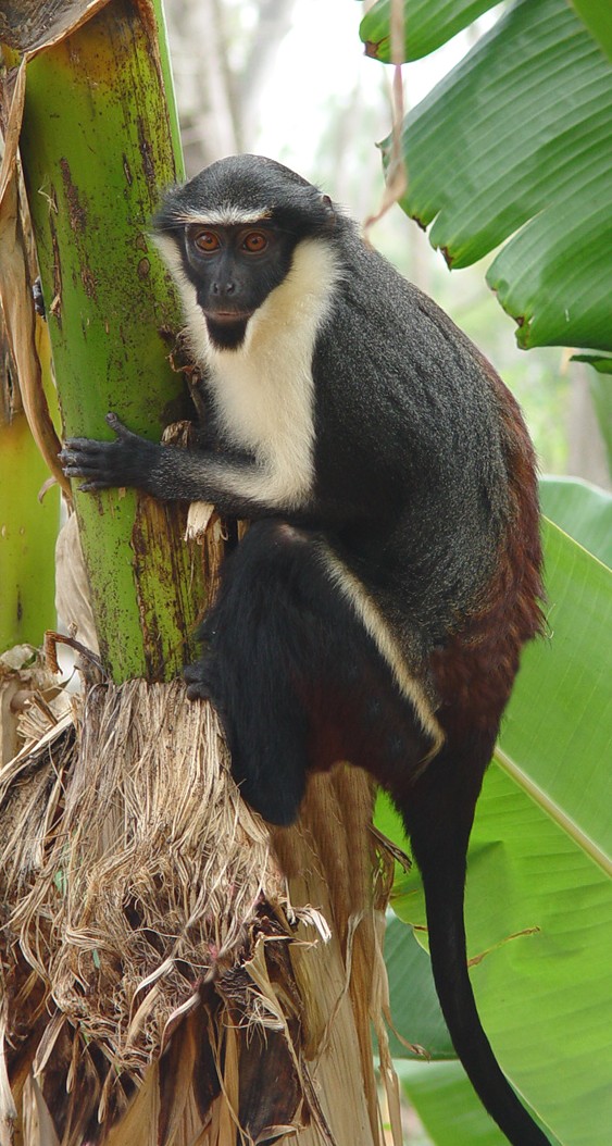 The Diana monkey is waiting for you at Zoo Leipzig!