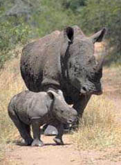 rhinomomandbaby