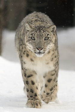 snowleopard