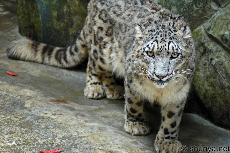 snowleopard2