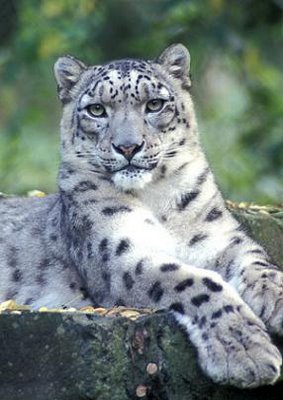 snowleopard3