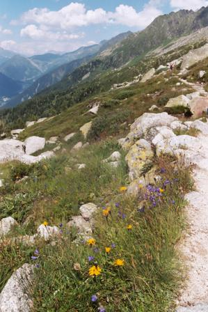 Image:Alpine flora.png
