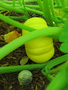 growing pumpkin