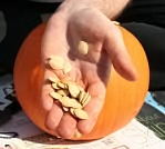 pumpkin seeds