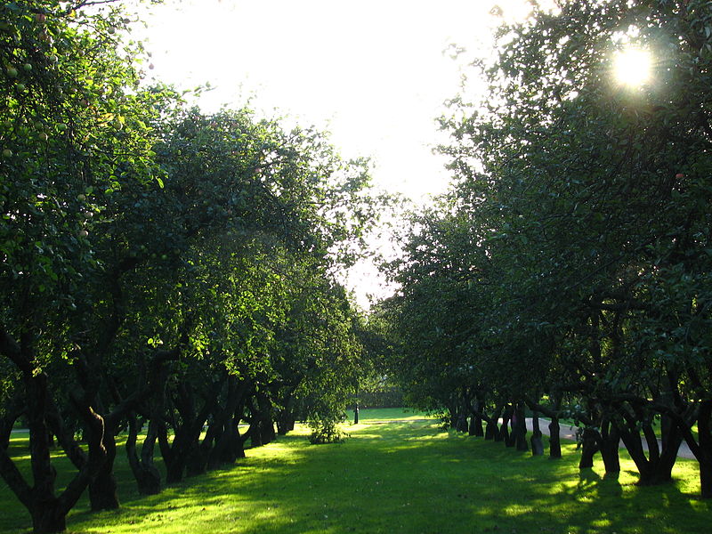 Apple Orchard