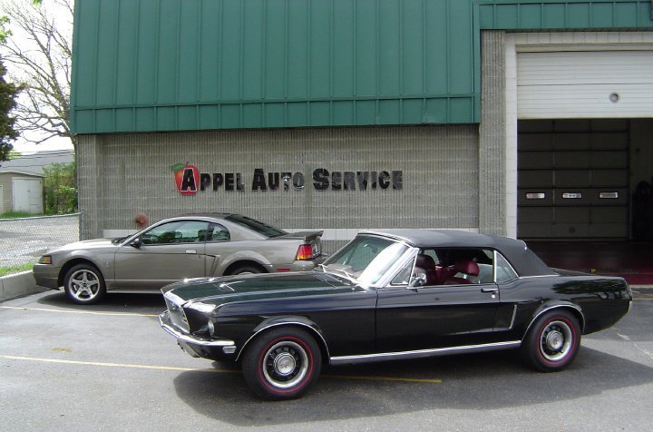 mustangs