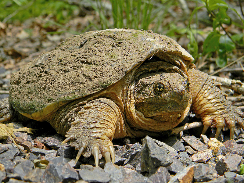 The Snapping Turtle