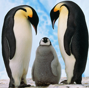 Woods Hole Oceano Institution, march Of The Penguins, macaroni Penguin,  adélie Penguin, galapagos Penguin, chinstrap Penguin, southern Rockhopper  Penguin, antarctica, emperor Penguin, endangered Species