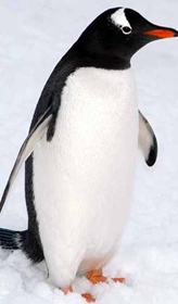 gentoo