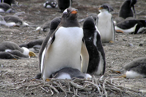 Woods Hole Oceano Institution, march Of The Penguins, macaroni Penguin,  adélie Penguin, galapagos Penguin, chinstrap Penguin, southern Rockhopper  Penguin, antarctica, emperor Penguin, endangered Species