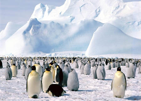 Woods Hole Oceano Institution, march Of The Penguins, macaroni Penguin,  adélie Penguin, galapagos Penguin, chinstrap Penguin, southern Rockhopper  Penguin, antarctica, emperor Penguin, endangered Species