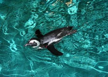 penguin