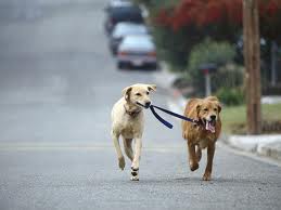 dog_walking_a_dog