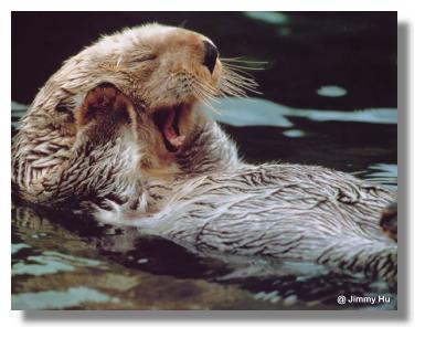 seaotter1