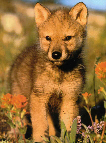 pup