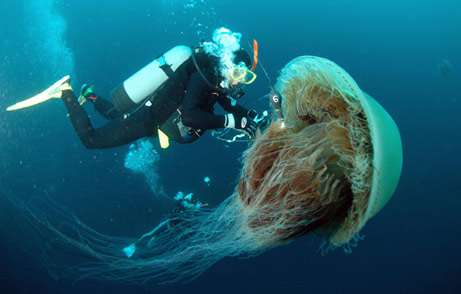 large jelly fish