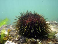 sea urchin