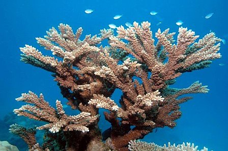 coral