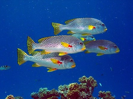 school of fish