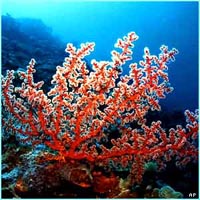 coral