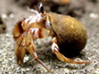 hermit crab