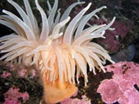 sea anemone